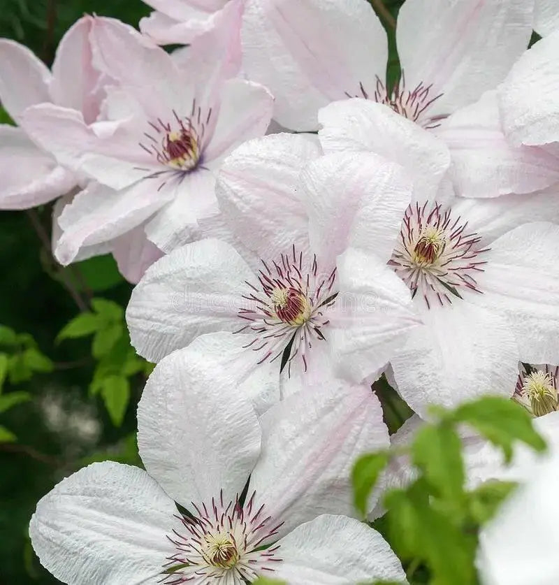Clematis John Paul II- 2.5' POT Starter Plant, PERENNIAL VINE - Caribbean garden seed
