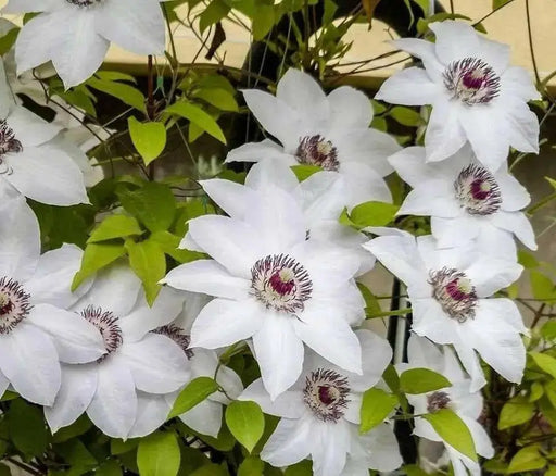 Clematis Miss Bateman (2.5 ' POT STARTER PLANT) PERENNIAL FLOWERS VINE - Caribbean garden seed