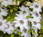Clematis Miss Bateman (2.5 ' POT STARTER PLANT) PERENNIAL FLOWERS VINE - Caribbean garden seed