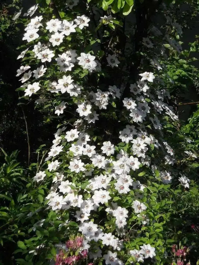 Clematis Miss Bateman (2.5 ' POT STARTER PLANT) PERENNIAL FLOWERS VINE - Caribbean garden seed