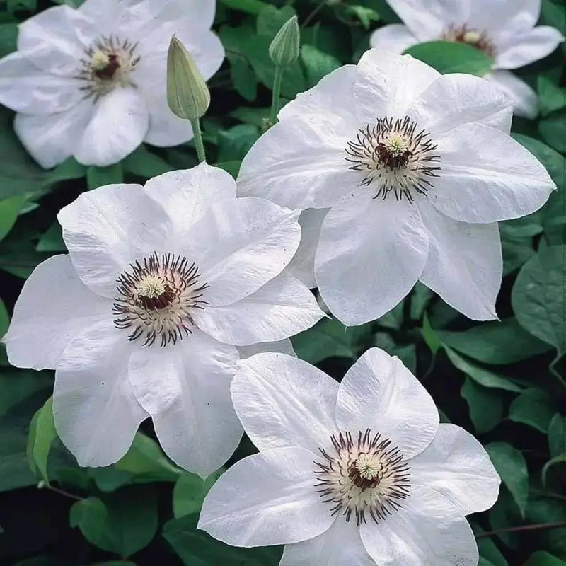 Clematis Miss Bateman (2.5 ' POT STARTER PLANT) PERENNIAL FLOWERS VINE - Caribbean garden seed
