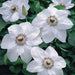 Clematis Miss Bateman (2.5 ' POT STARTER PLANT) PERENNIAL FLOWERS VINE - Caribbean garden seed