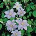 Clematis Silver Moon (STARTER PLANT)  FLOWERS VINE - Caribbean garden seed