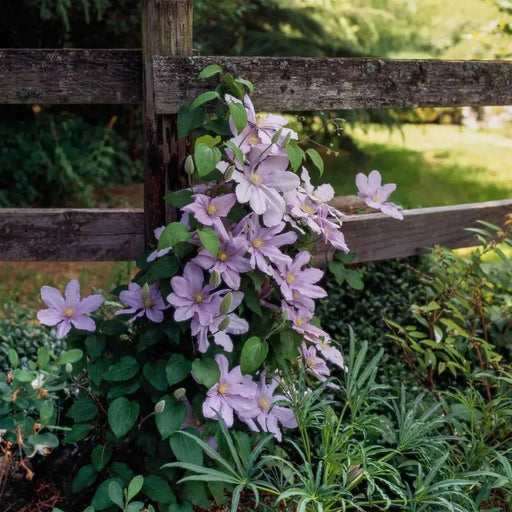Clematis Silver Moon (STARTER PLANT)  FLOWERS VINE - Caribbean garden seed