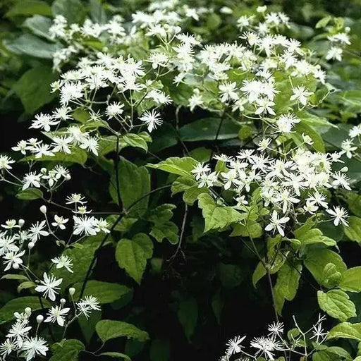 CLEMATIS SEEDS virgin's bower,  Perennial VINE - Caribbean garden seed