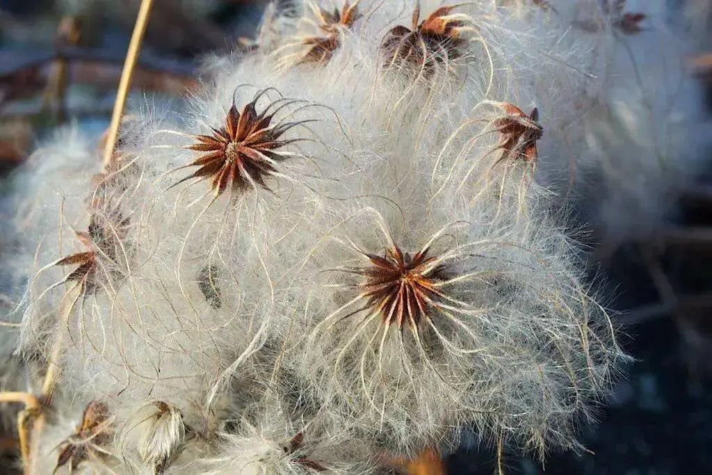CLEMATIS SEEDS virgin's bower,  Perennial VINE - Caribbean garden seed