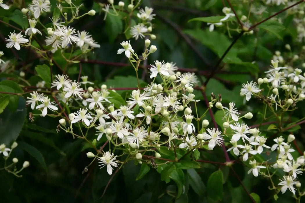 CLEMATIS SEEDS virgin's bower,  Perennial VINE - Caribbean garden seed
