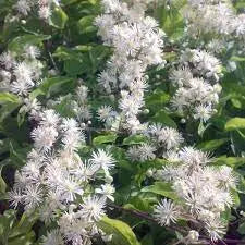 CLEMATIS SEEDS, Old Man's Beard vine - Caribbean garden seed