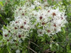 CLEMATIS SEEDS, Old Man's Beard vine - Caribbean garden seed