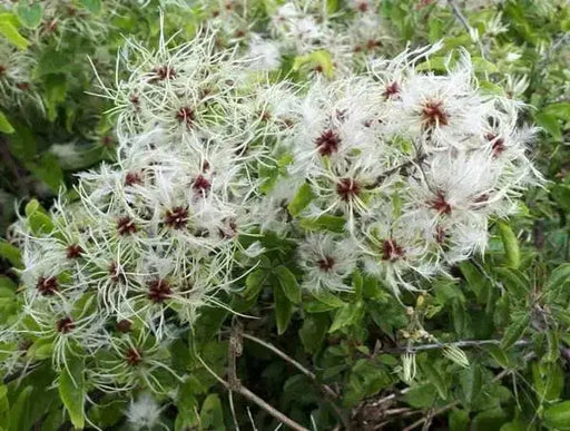 CLEMATIS SEEDS, Old Man's Beard vine - Caribbean garden seed