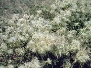 CLEMATIS SEEDS, Old Man's Beard vine - Caribbean garden seed