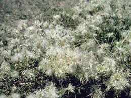 CLEMATIS SEEDS, Old Man's Beard vine - Caribbean garden seed