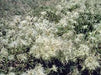 CLEMATIS SEEDS, Old Man's Beard vine - Caribbean garden seed