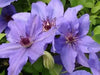 Clematis Parisienne Boulevard (Starter Plant) Perennial VINE - Caribbean garden seed