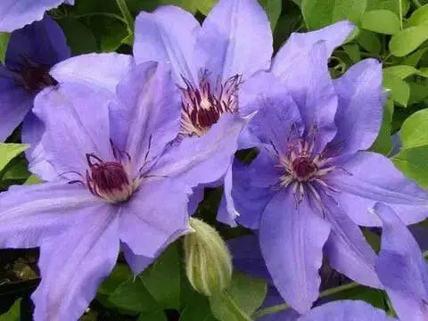 Clematis Parisienne Boulevard (Starter Plant) Perennial VINE - Caribbean garden seed