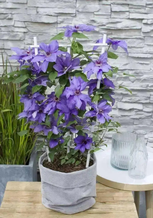 Clematis Parisienne Boulevard (Starter Plant) Perennial VINE - Caribbean garden seed