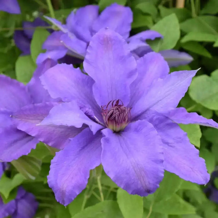 Clematis Parisienne Boulevard (Starter Plant) Perennial VINE - Caribbean garden seed
