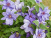 Clematis Parisienne Boulevard (Starter Plant) Perennial VINE - Caribbean garden seed