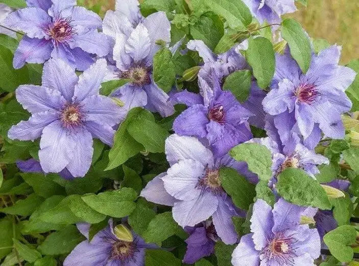 Clematis Parisienne Boulevard (Starter Plant) Perennial VINE - Caribbean garden seed
