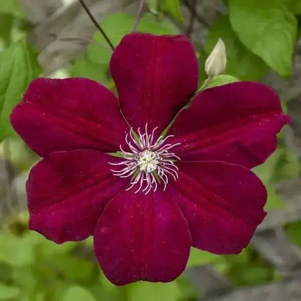 Clematis SUNSET ( (2.5'POT STARTER PLANT) flowered Vine - Caribbean garden seed