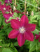 Clematis SUNSET ( (2.5'POT STARTER PLANT) flowered Vine - Caribbean garden seed