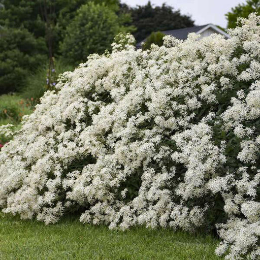 Clematis recta ‘Purpurea’ - Flower Seeds, PERENNIAL - Caribbean garden seed