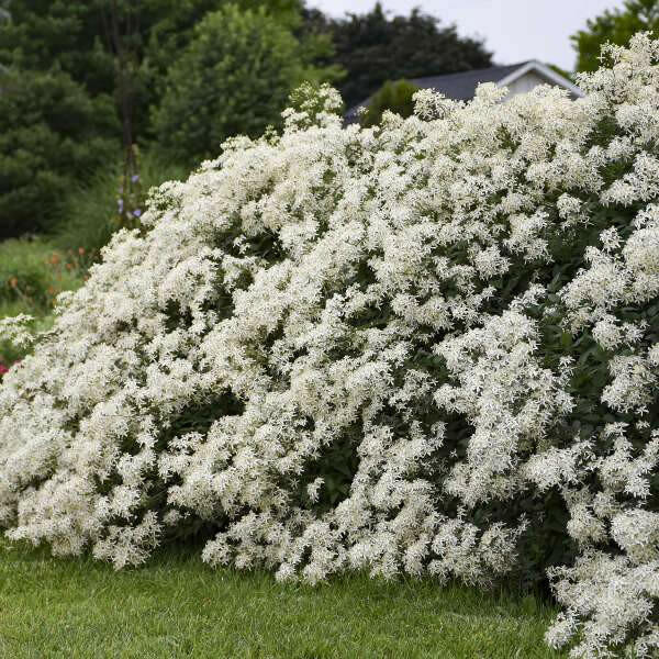 Clematis recta ‘Purpurea’ - Flower Seeds, PERENNIAL - Caribbean garden seed
