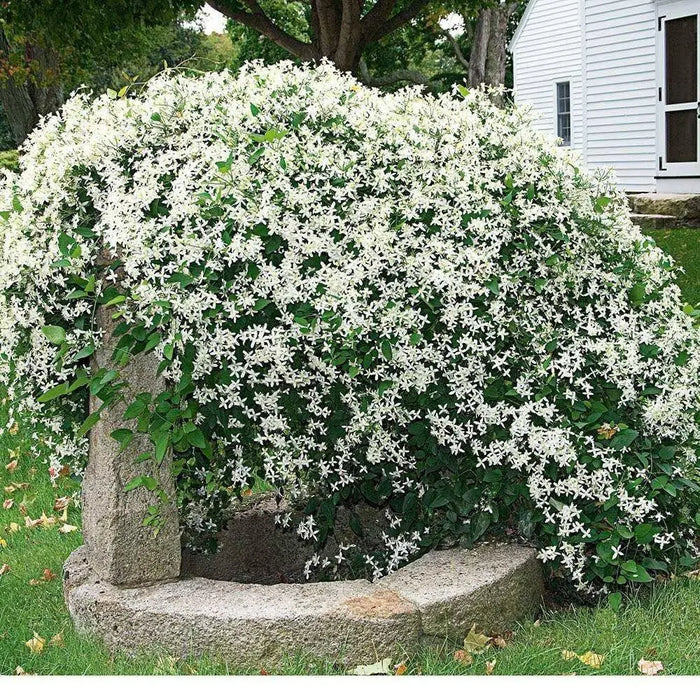 Clematis recta ‘Purpurea’ - Flower Seeds, PERENNIAL - Caribbean garden seed