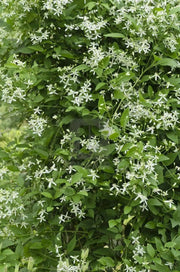 Clematis recta ‘Purpurea’ - Flower Seeds, PERENNIAL - Caribbean garden seed