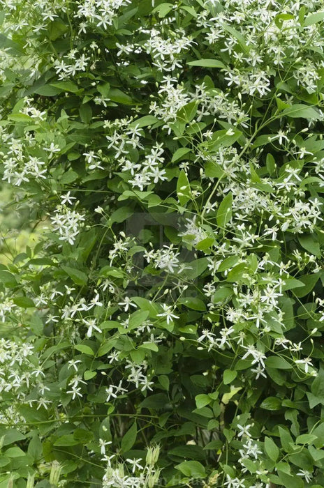 Clematis recta ‘Purpurea’ - Flower Seeds, PERENNIAL - Caribbean garden seed