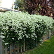 Clematis recta ‘Purpurea’ - Flower Seeds, PERENNIAL - Caribbean garden seed