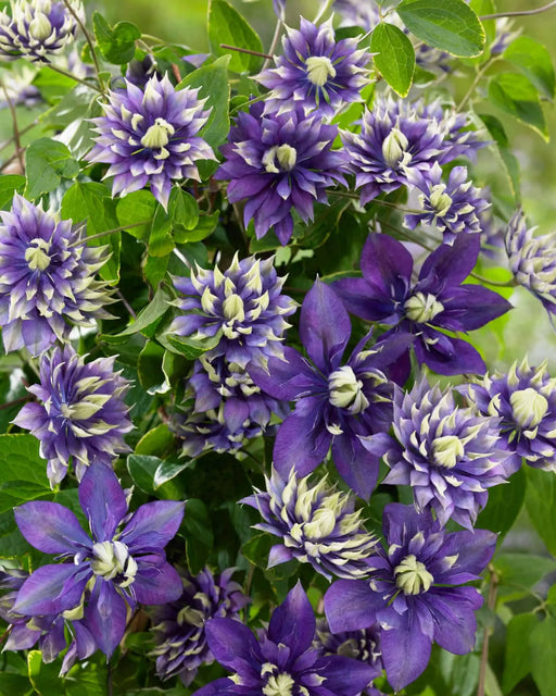 Clematis Taiga Vine Plant , 2.5' POT LIVE STARTER PLANT, FLOWERING VINE - Caribbean garden seed