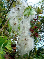 CLEMATIS SEEDS (Traveller's Joy) FLOWERS VINE - Caribbean garden seed