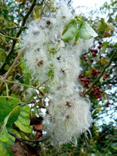 CLEMATIS SEEDS (Traveller's Joy) FLOWERS VINE - Caribbean garden seed