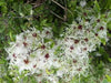 CLEMATIS SEEDS (Traveller's Joy) FLOWERS VINE - Caribbean garden seed