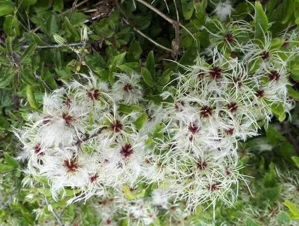 CLEMATIS SEEDS (Traveller's Joy) FLOWERS VINE - Caribbean garden seed