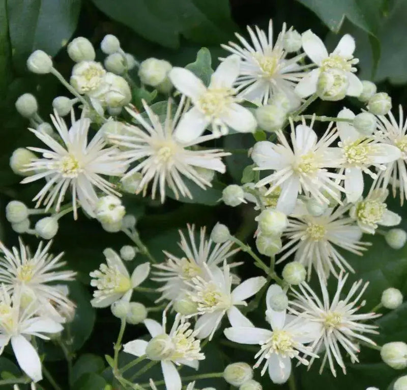 CLEMATIS SEEDS (Traveller's Joy) FLOWERS VINE - Caribbean garden seed