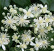 CLEMATIS SEEDS (Traveller's Joy) FLOWERS VINE - Caribbean garden seed
