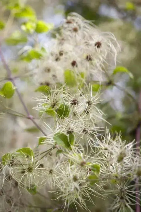 CLEMATIS SEEDS (Traveller's Joy) FLOWERS VINE - Caribbean garden seed