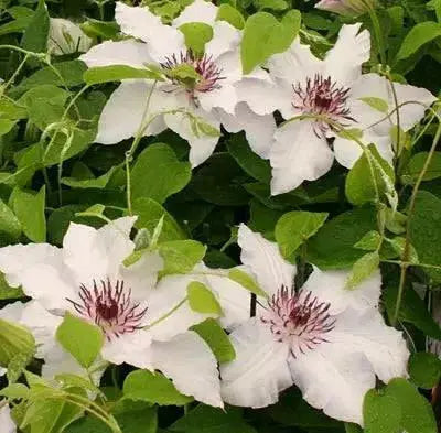Clematis Snow Queen (STARTER PLANT) PERENNIAL  VINE - Caribbean garden seed