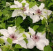 Clematis Snow Queen (STARTER PLANT) PERENNIAL  VINE - Caribbean garden seed