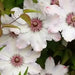 Clematis Snow Queen (STARTER PLANT) PERENNIAL  VINE - Caribbean garden seed