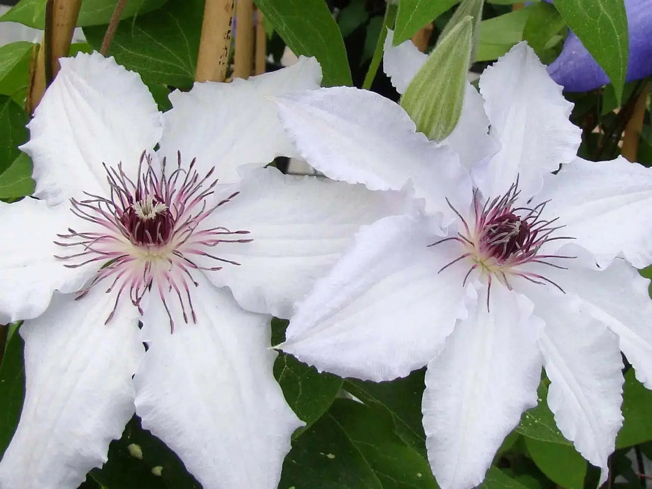 Clematis Snow Queen (STARTER PLANT) PERENNIAL  VINE - Caribbean garden seed