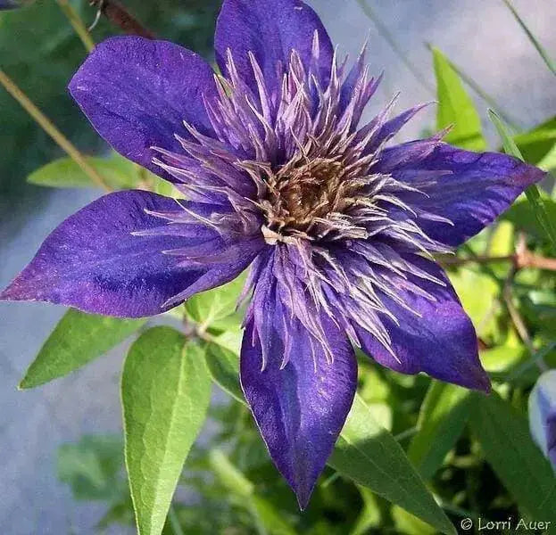 Clematis Multi Blue , STARTER PLANT, Double dark blue- FLOWERS VINE - Caribbean garden seed