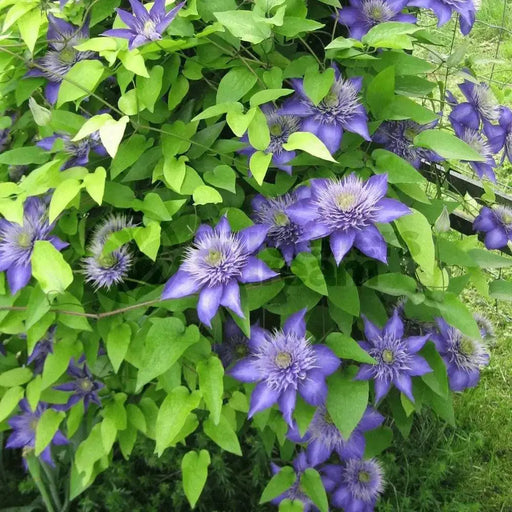 Clematis Multi Blue , STARTER PLANT, Double dark blue- FLOWERS VINE - Caribbean garden seed