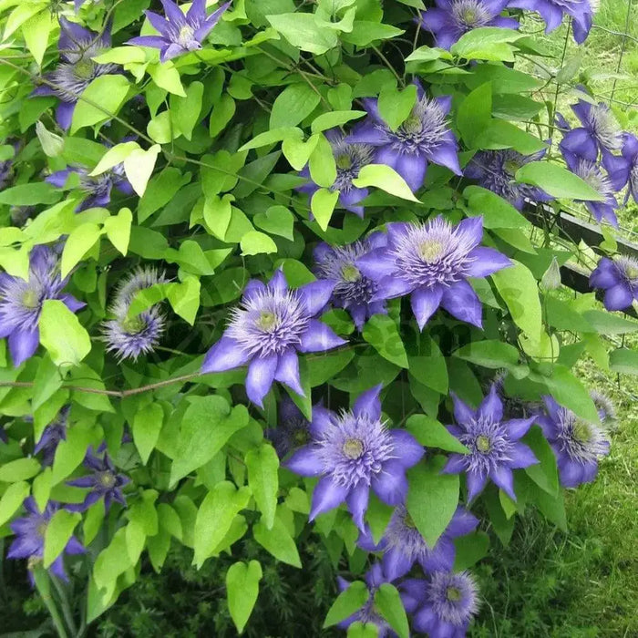 Clematis Multi Blue , STARTER PLANT, Double dark blue- FLOWERS VINE - Caribbean garden seed