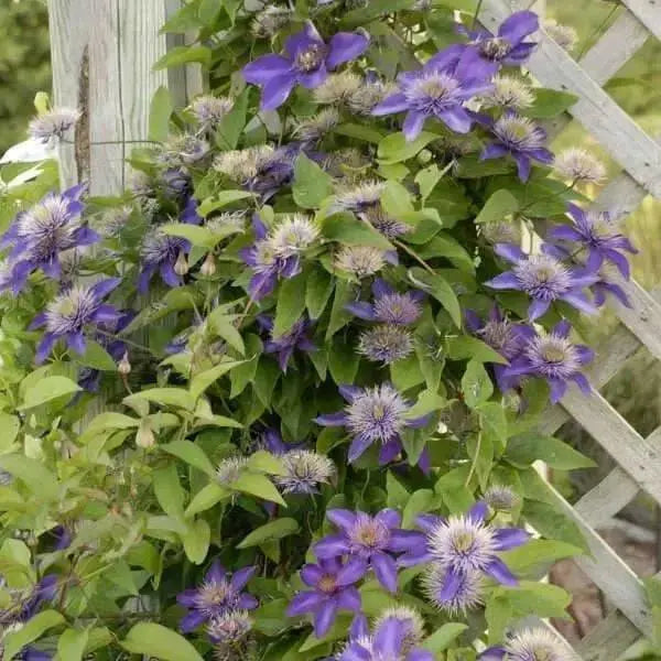 Clematis Multi Blue , STARTER PLANT, Double dark blue- FLOWERS VINE - Caribbean garden seed