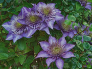Clematis Multi Blue , STARTER PLANT, Double dark blue- FLOWERS VINE - Caribbean garden seed