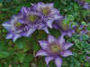 Clematis Multi Blue , STARTER PLANT, Double dark blue- FLOWERS VINE - Caribbean garden seed