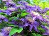 Clematis Multi Blue , STARTER PLANT, Double dark blue- FLOWERS VINE - Caribbean garden seed